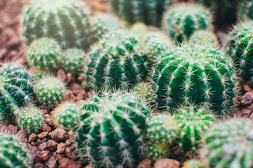 cactus close up in the garden,echinopsis calochlora cactaceae