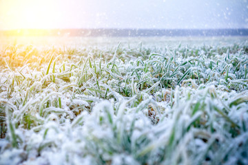 Green grass field covered with frost.