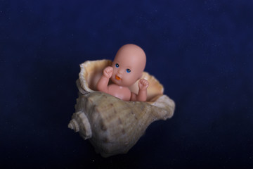 The embryo in the seashell