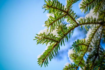 Fototapeta na wymiar Spruce twig with frozen ice droplets.
