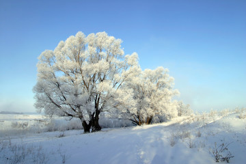 Obraz na płótnie Canvas winter morning on the river Zai