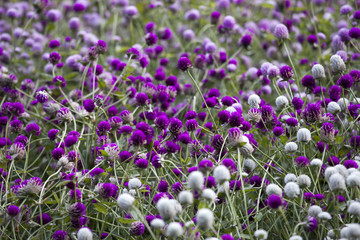 Globe amaranth on the hill side