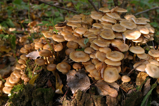 mushrooms on a tree stump