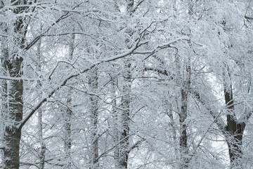 Fototapeta premium winter forest