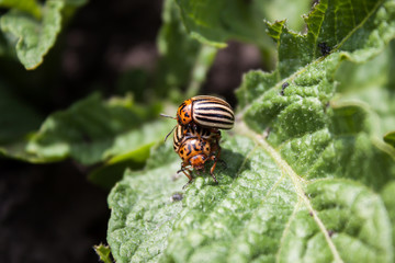 Colorado beetle on potato leaf.