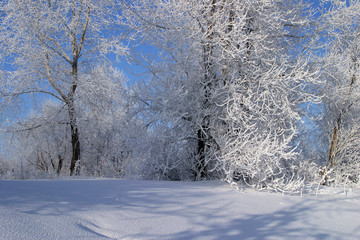 winter landscape
