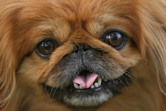 pekinese dog