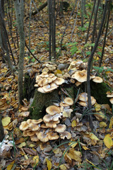 mushroom in a forest glade