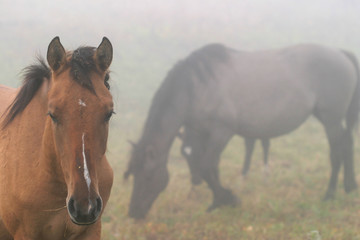 Horses in the mist