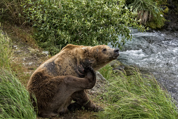 Fototapeta premium Brown Bear