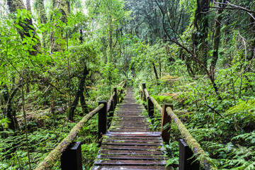 Beautiful rain forest at Angka nature trail in Doi Inthanon national.Chiang mai .Thailand.
