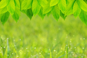 Fototapeta na wymiar branch of green leaves over nature green background