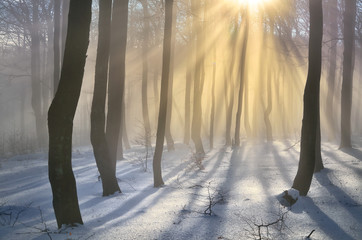 Obraz premium Winter forest with beautiful orange rays - scenery from snowy evening with warm light - wallpaper with winter or christmas concept