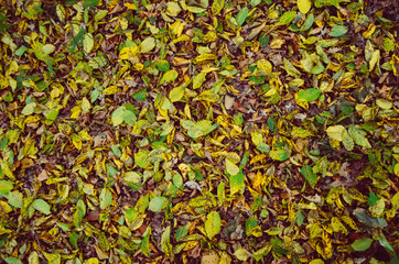 Colorful autumn leaves background