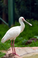 African spoonbill (Platalea alba) bird