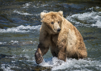 Brown Bear