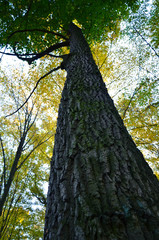 Big brown trunk and new green leaf of old tree