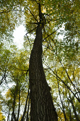Big brown trunk and new green leaf of old tree