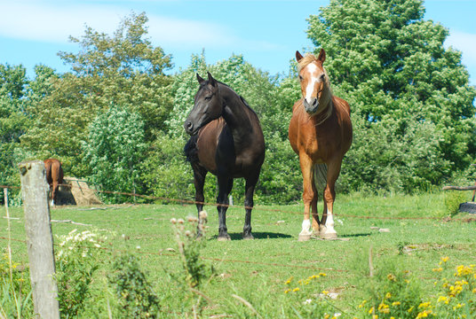 brown and black horses standing in green field enclosure
 - Powered by Adobe