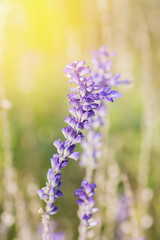 Blue salvia flower with sun light effect,vintage style.