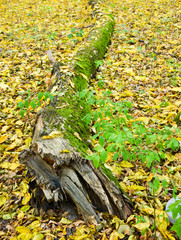 Lying tree trunk with autumn leaves in the woods