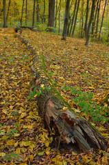 Lying tree trunk with autumn leaves in the woods