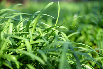 Grass