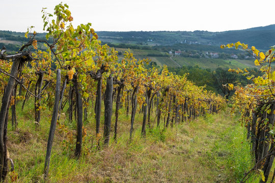 Grape vines in Balaton wine region, Hungary