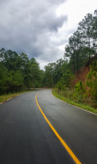 Road Leading Into the rain forrest