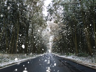 Country road with snowy trees and snowflakes in winter