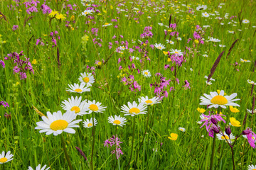 Blumenwiese und Frühlingswiese