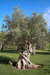 Olivenbaum
