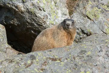 Marmotta alpina prossima al letargo.
