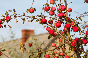 Ripe red apples on tree against blue sky