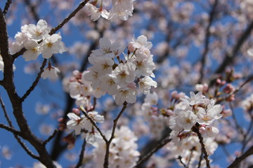 桜