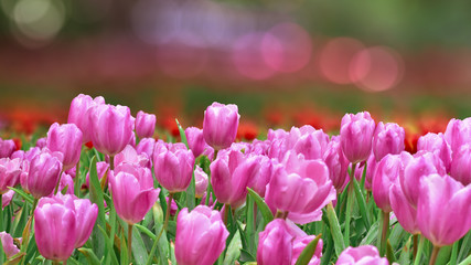 The bloom of fresh pink tulips in garden.