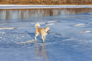 Beautiful dog Akita Inu stands on the river bank on the ice and in the water autumn trees reflect.