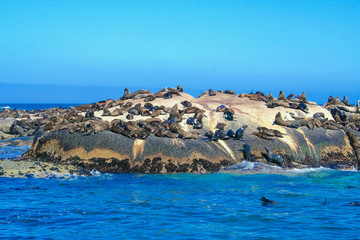 Rookery of sea lions, South Africa