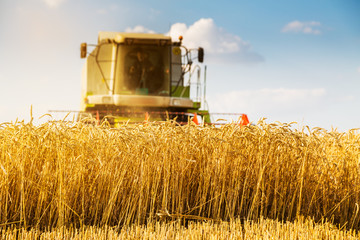 Combine harvester in action on wheat field