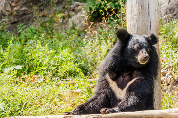 Fototapeta na wymiar Black bear in the forest.