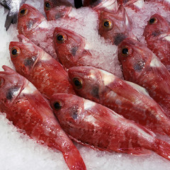 Fish red