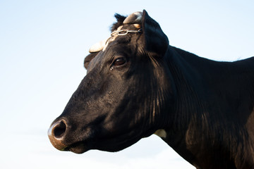 Black and White Dairy Cow