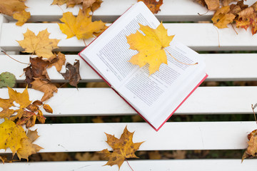 open book on bench in autumn park