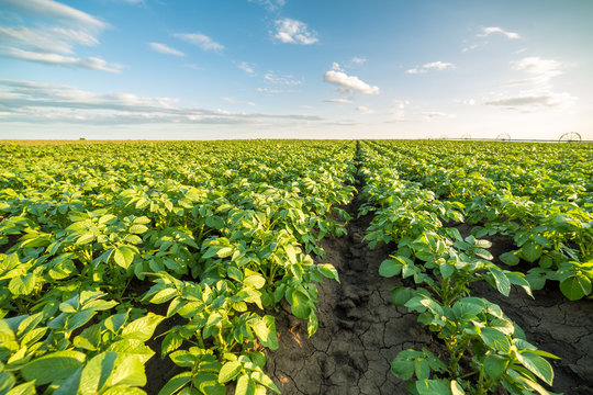4,719 Potato Crops Stock Photos - Free & Royalty-Free Stock Photos from Dreamsti