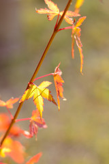 Colorful of maple leaf in autumn