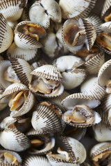 Boiled shellfishes 