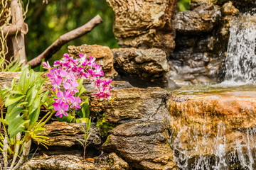 Orchid waterfall background in garden.