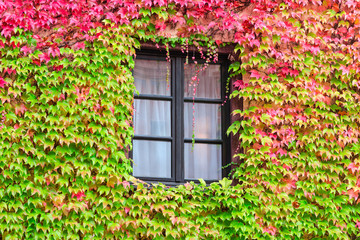 Fototapeta na wymiar House window with autumn wild grape and green red leafage