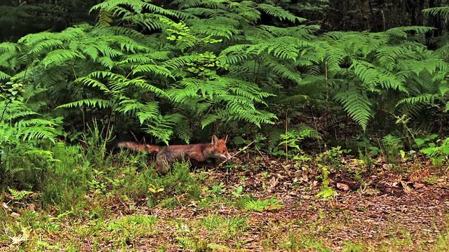 Red Fox, vulpes vulpes, Adult running on Grass, Normandy in France, Slow motion