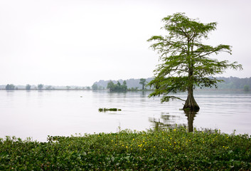 Martin Dies, Jr. State Park